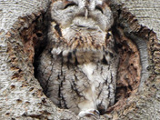 Eastern Screech Owl