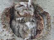 Eastern Screech Owl