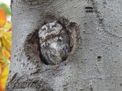 Eastern Screech Owl