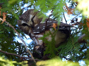 Northern Saw Whet Owl