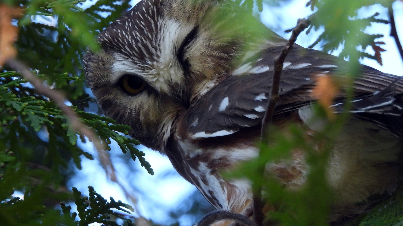 Northern Saw Whet Owl