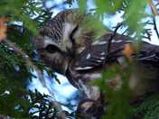 Northern Saw Whet Owl