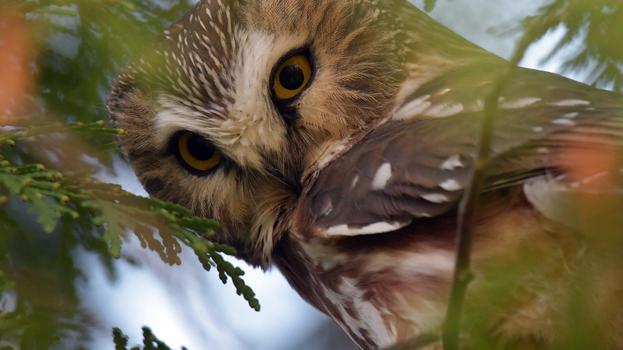 Northern Saw Whet Owl