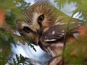 Northern Saw Whet Owl