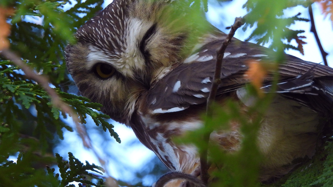 Northern Saw Whet Owl