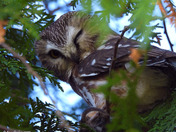Northern Saw Whet Owl