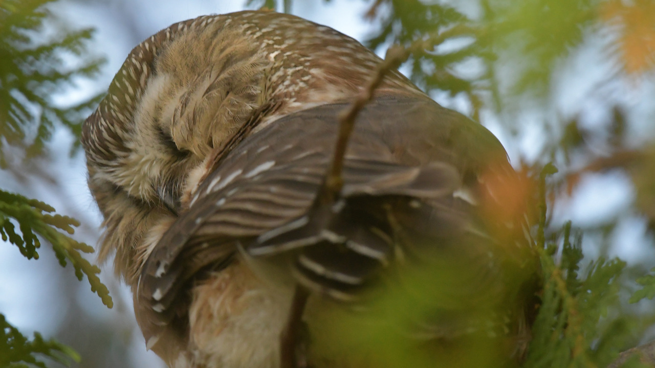 Northern Saw Whet Owl