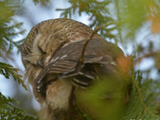 Northern Saw Whet Owl