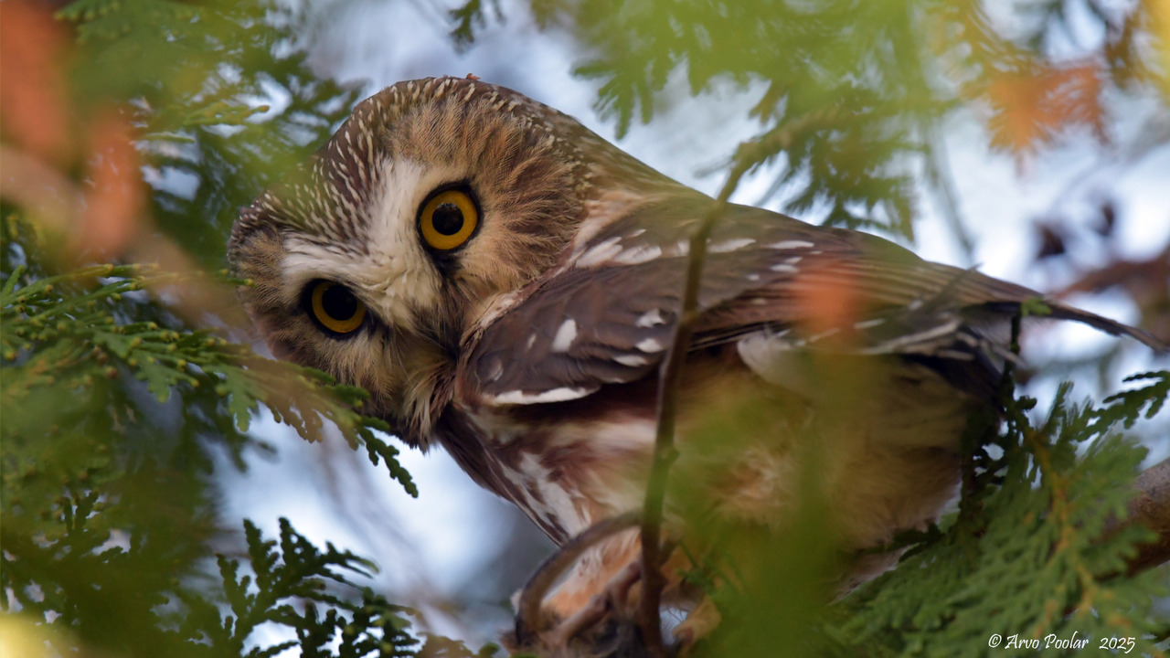 Northern Saw Whet Owl