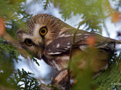 Northern Saw Whet Owl