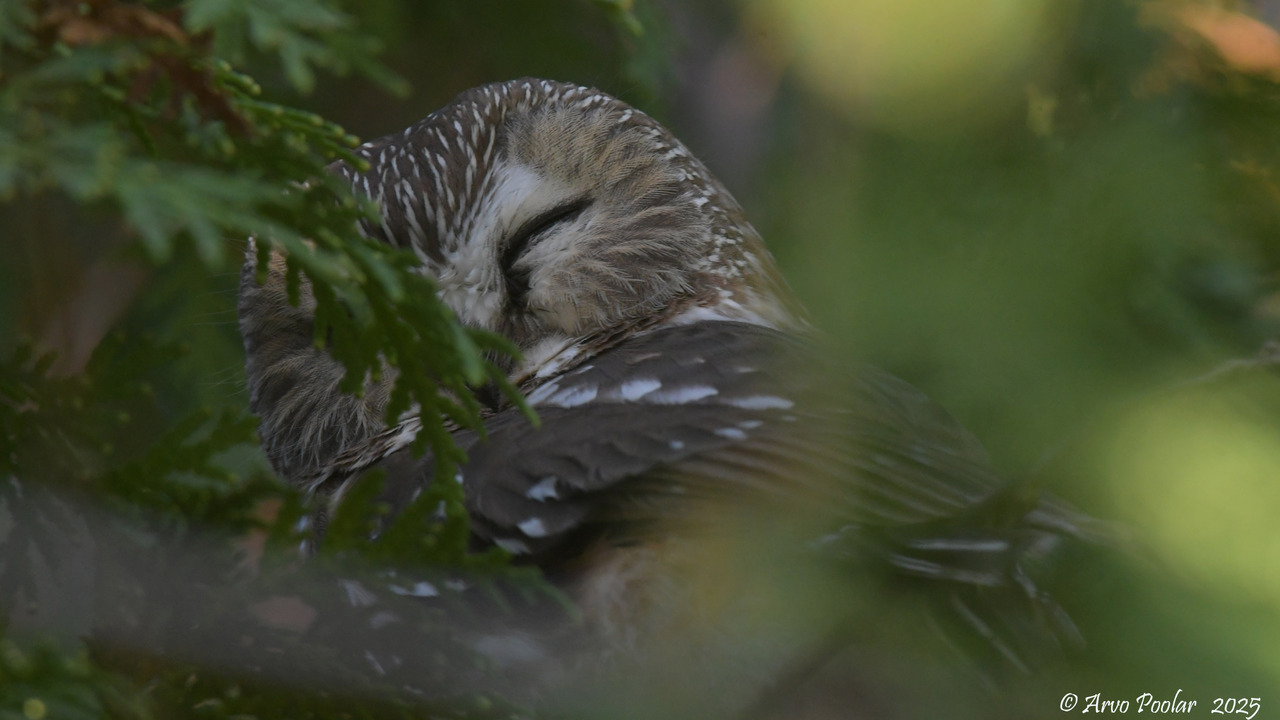 Northern Saw Whet Owl