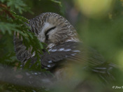 Northern Saw Whet Owl