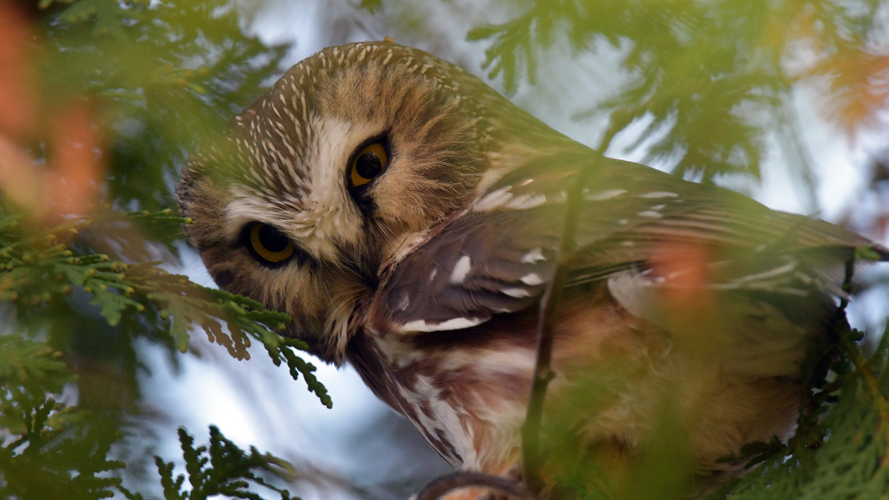 Northern Saw Whet Owl