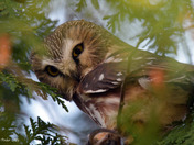 Northern Saw Whet Owl