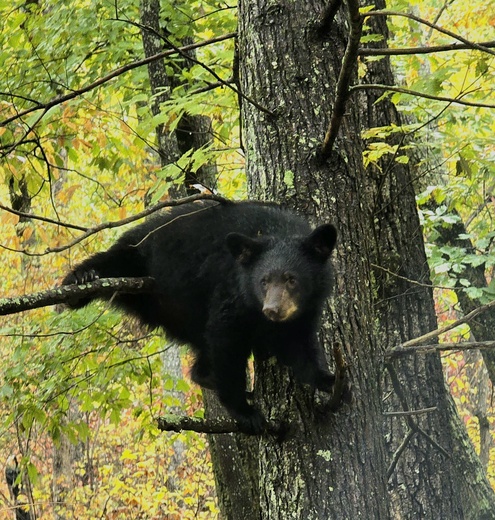 Great Smoky Mountains National Park