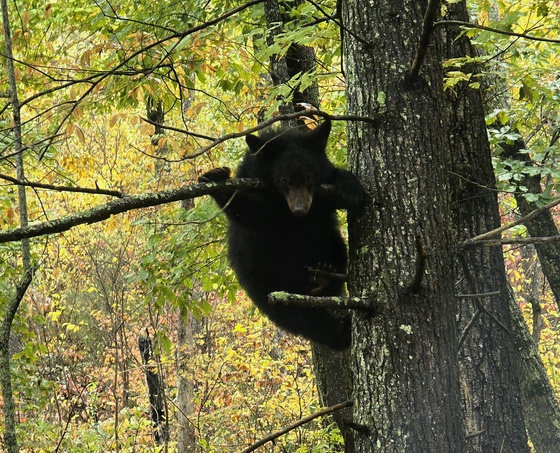 Great Smoky Mountains National Park