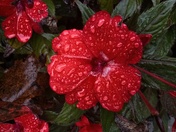 Great Smoky Mountains National Park