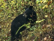 Great Smoky Mountains National Park