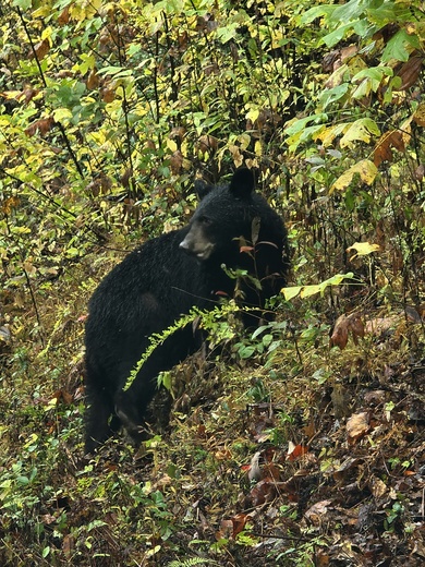 Great Smoky Mountains National Park