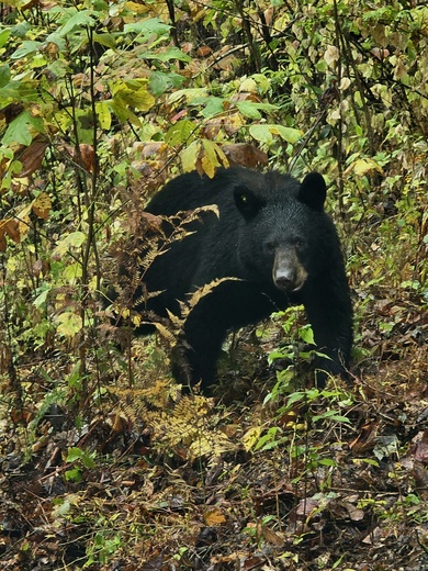 Great Smoky Mountains National Park
