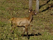 Great Smoky Mountains National Park