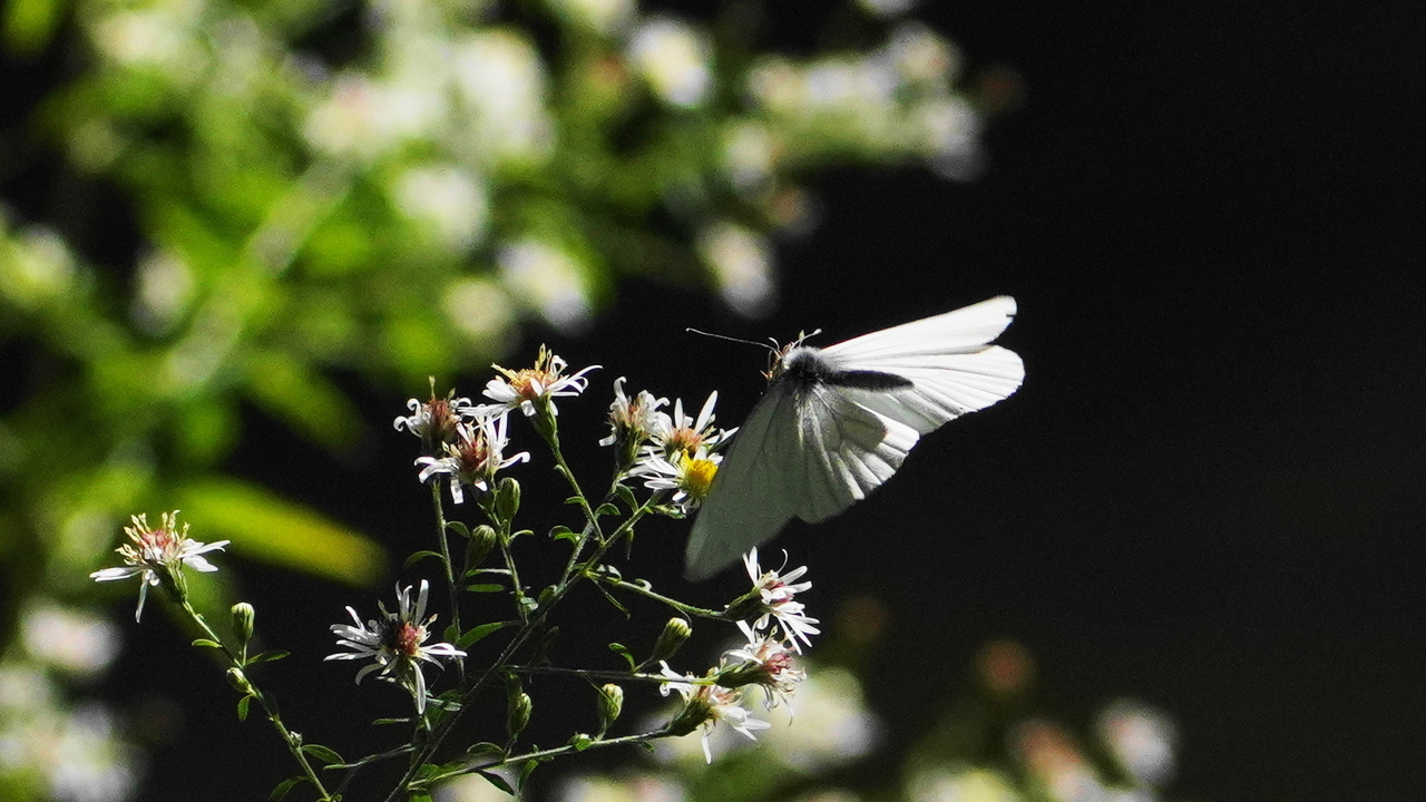 In flight success of last summer