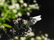 In flight success of last summer