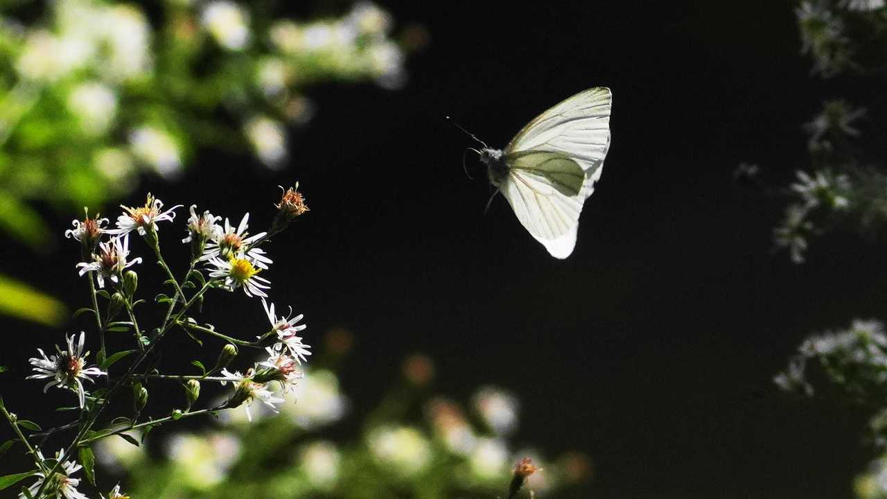 In flight success of last summer
