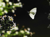 In flight success of last summer