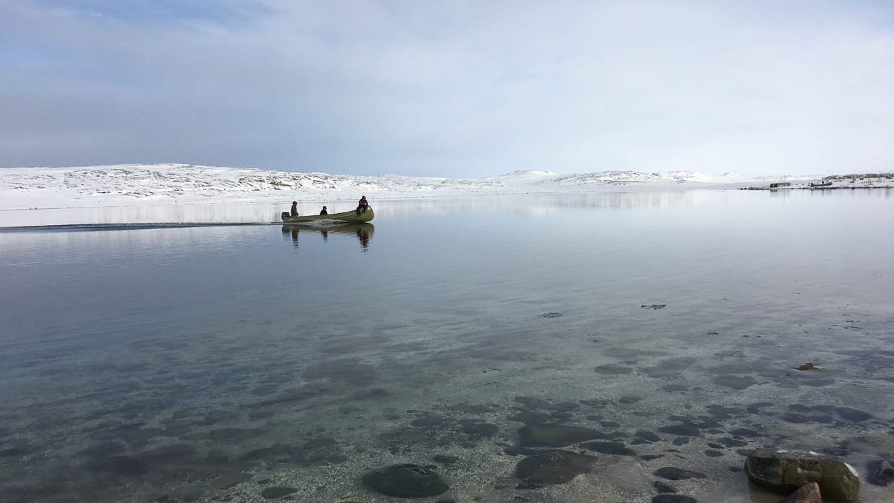Beluga hunting by boat