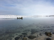 Beluga hunting by boat