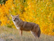 Coyote