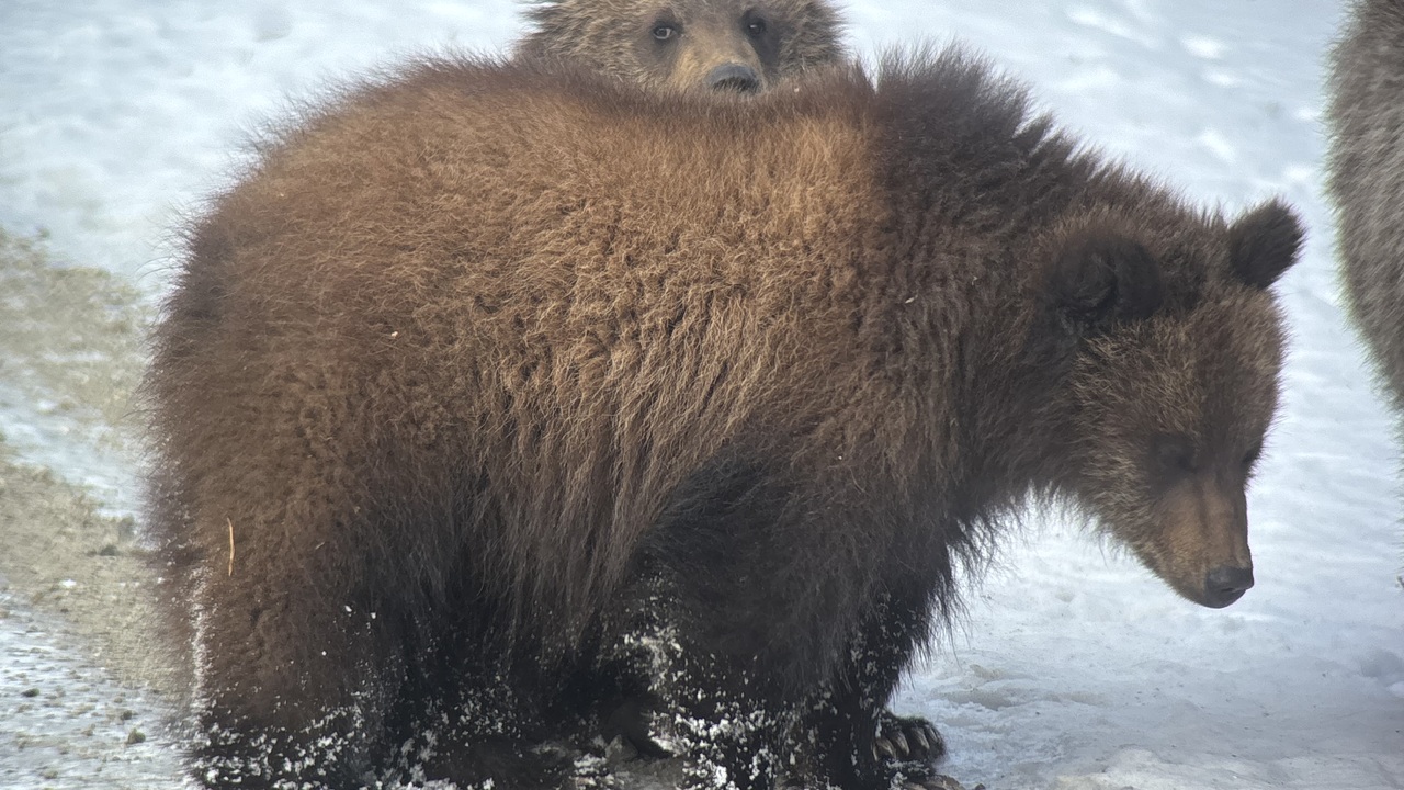 Stink Eye and Peek a Boo