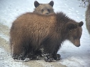 Stink Eye and Peek a Boo