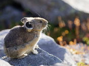 Mount Baker-Snoqualmie National Forest