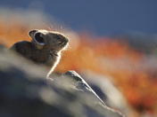 Mount Baker-Snoqualmie National Forest