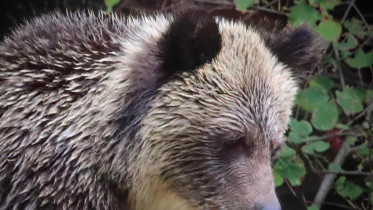Portrait - Grizzly Cub (COY)