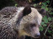 Portrait - Grizzly Cub (COY)