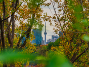 Toronto Skyline with Fall Colours