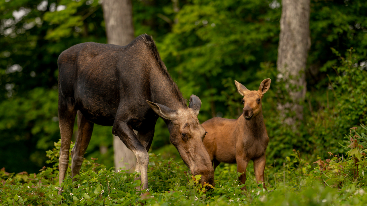Moose and her calf