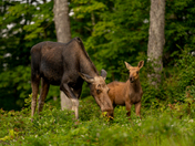 Moose and her calf