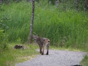 Katmai National Park