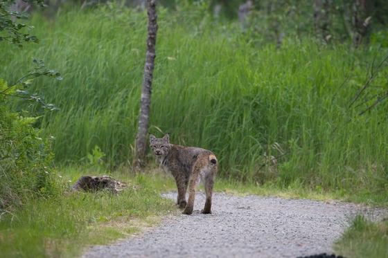 Katmai National Park