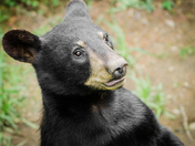 Baby Black Bear