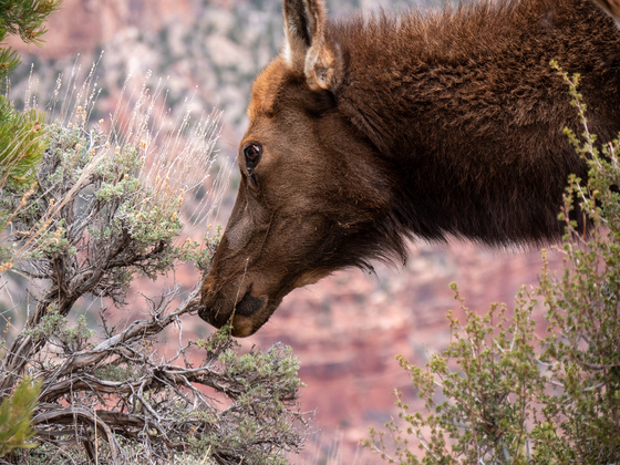 Grand Canyon National Park