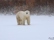Big Polar Bear glare...