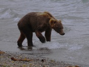 Katmai National Park 