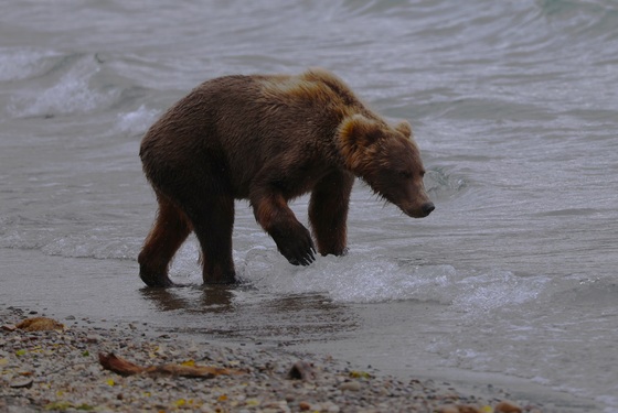 Katmai National Park 