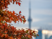Fall in Toronto