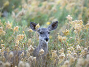 Chiricahua National Monument